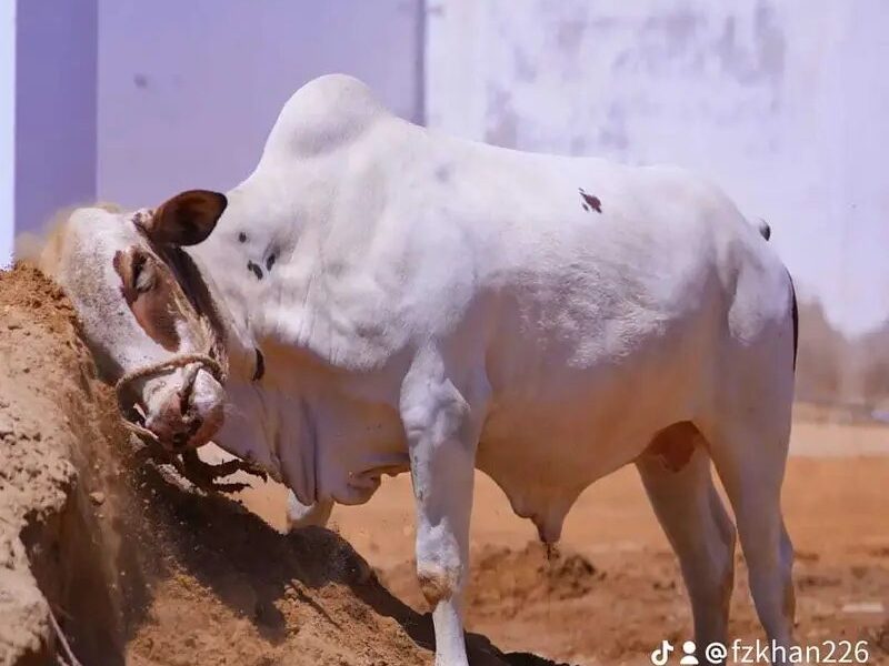 Cow - 2 Dant Bachra - Desi