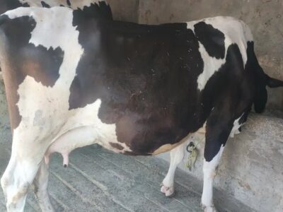 Cross Fresian Pregnant Cow 9