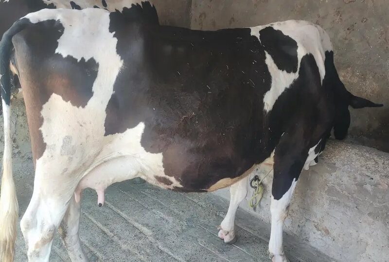 Cross Fresian Pregnant Cow 9