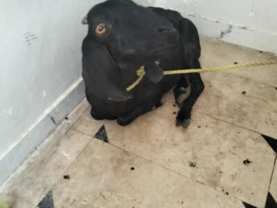 Female Teddy Pregnant Goat