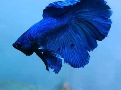 Fish and Aquarium Wholesale
