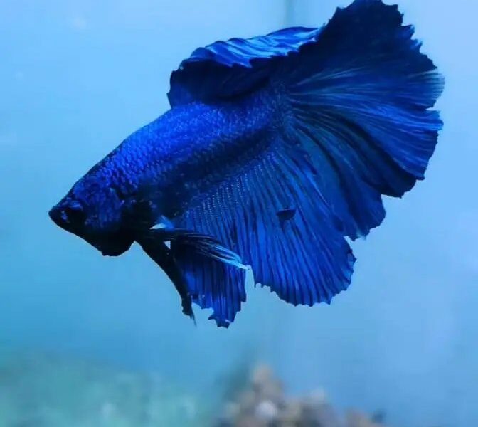 Fish and Aquarium Wholesale