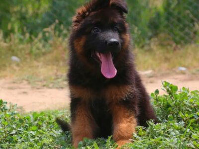 German Shepherd - Gsd -