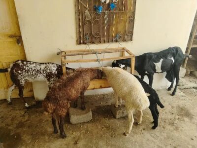 Goat - Bkra - Bkri - Chtra -