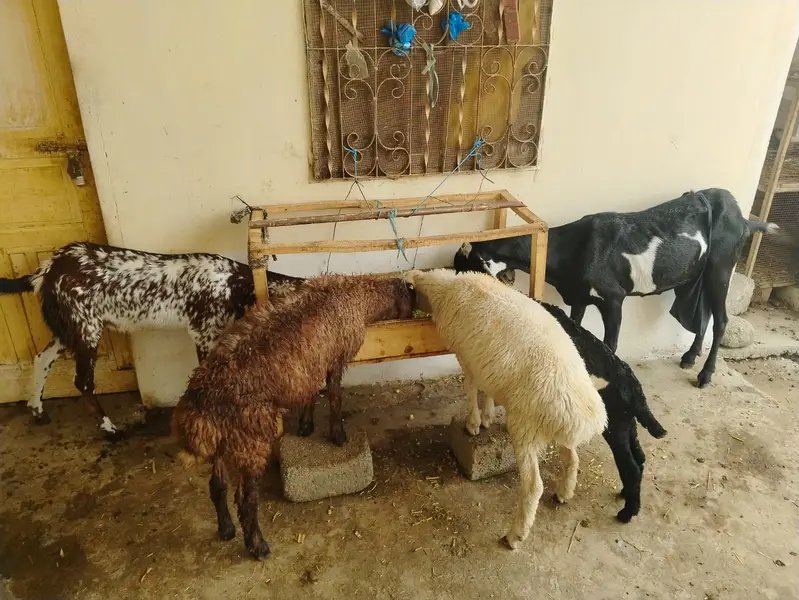 Goat - Bkra - Bkri - Chtra -