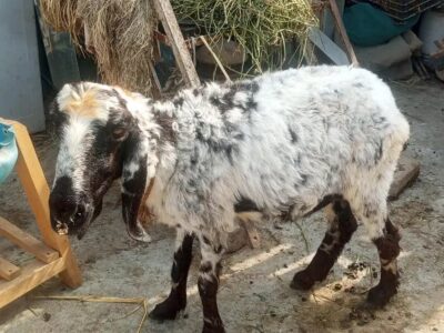 Goat Female