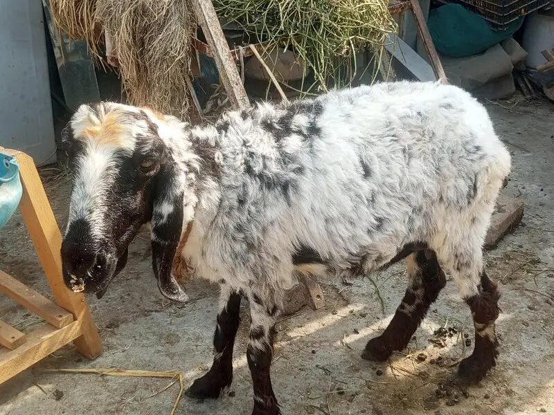 Goat Female