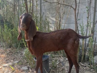 Goat for Sale