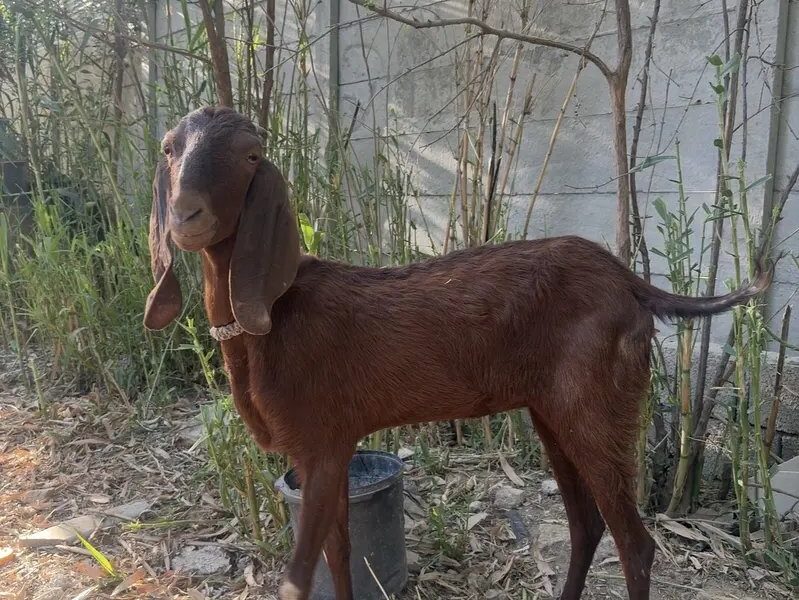 Goat for Sale