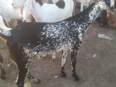 Goat for Sale - Bakra -