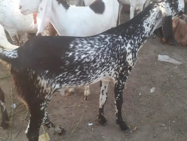 Goat for Sale - Bakra -