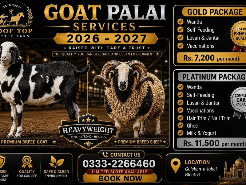 Goat Palai