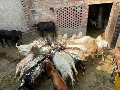 Goat - Sheep - Bakra -