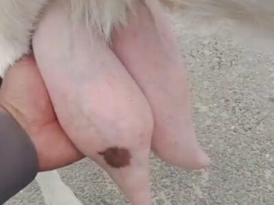 Goats - Milking Goat - Goats