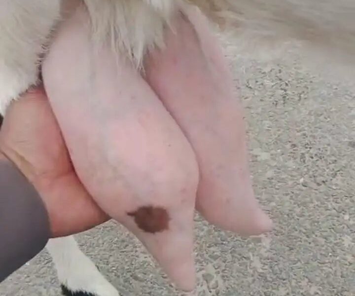 Goats - Milking Goat - Goats