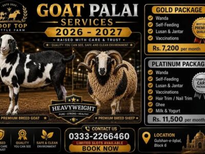 Goats Palai