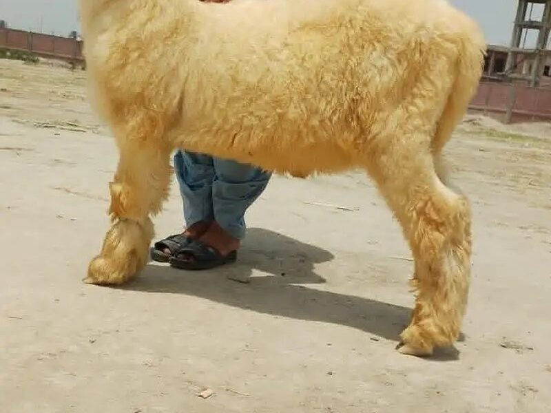 Is Quality Ka Bachy Leny Ky