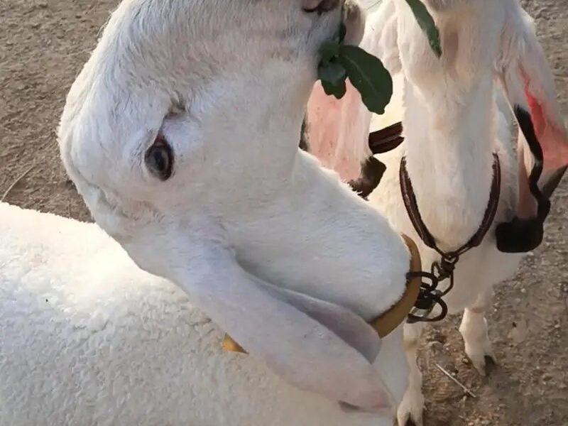 Khajlaa Dumba - Dumba -