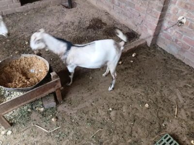 Kunj - Kanj - Sheep - Goat -