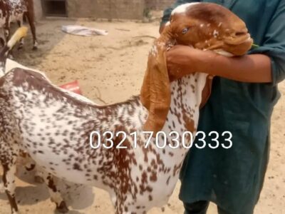 Makhi Cheena Bakra -
