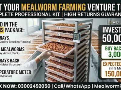 Mealworms Farming - Monthly