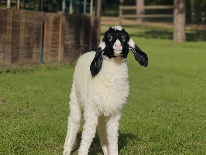 Mundra Sheep Dumba Larkana