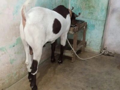 Pure Gulabi Desi Bakra 0325