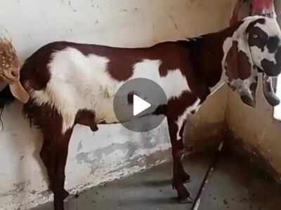Qurbani Bakra for Sale.