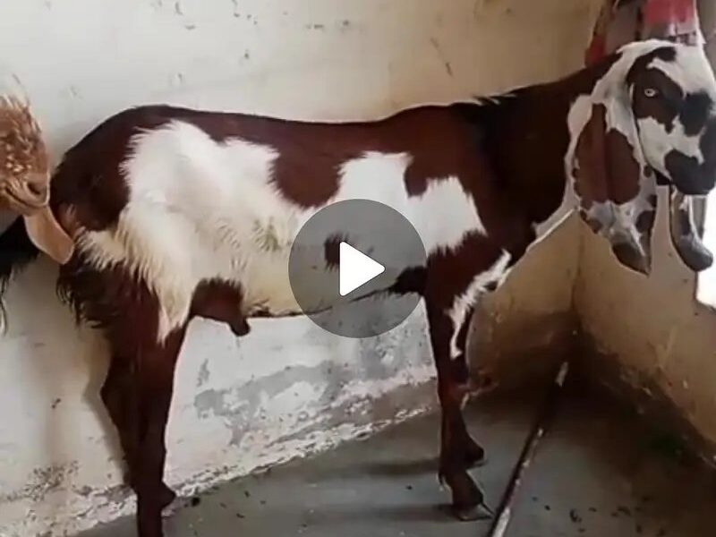 Qurbani Bakra for Sale.
