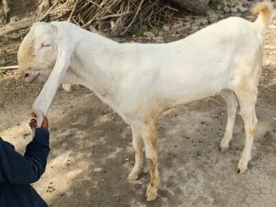 Rajanpuri Goats - Desi Goat