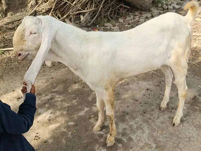 Rajanpuri Goats - Desi Goat