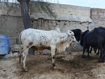 Sahiwal Bachra - Cheena