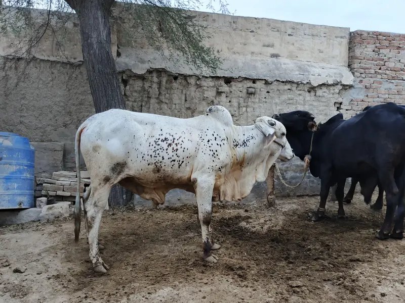 Sahiwal Bachra - Cheena