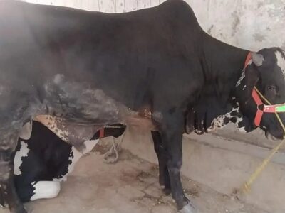 Sahiwali + Cholestani Vacha