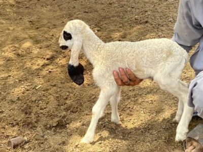 Sheep - Baby Sheep - Sheeps