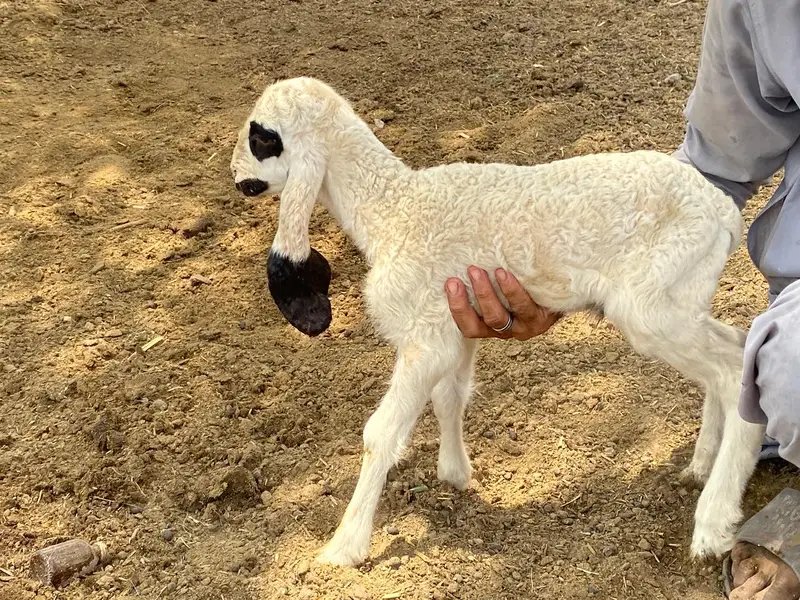 Sheep - Baby Sheep - Sheeps