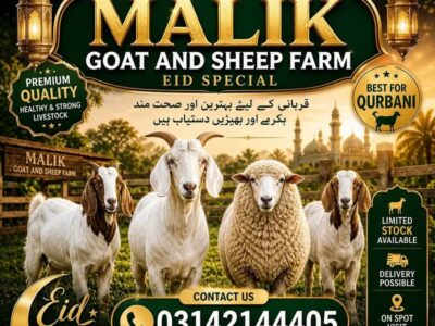 Sheep for Sale - Dumba -