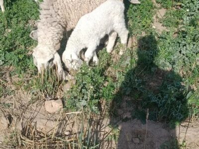 Sheep - Kajla - Dumba - Goat