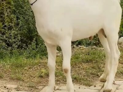 Teda Bakra - Nagra Bakra -