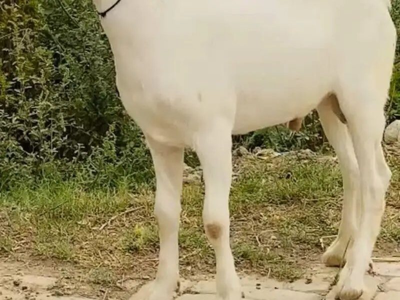 Teda Bakra - Nagra Bakra -