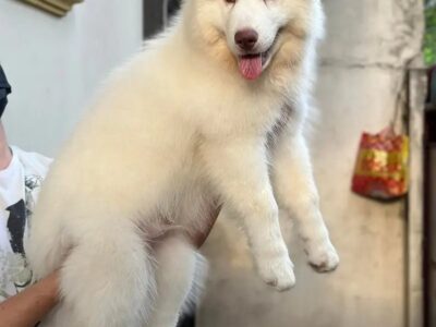 White Husky Puppy - Husky -